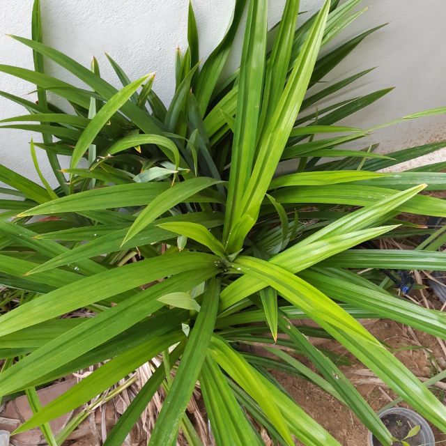 My Image 15