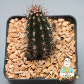 ปีศาจคลาน     SP1468 #Stenocereus_eruca(Machaerocereus eruca)"Creeping Devil"