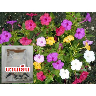 เมล็ดดอกบานเย็นคละสี25เมล็ด