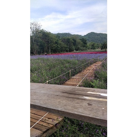 สินค้าร้านไลฟ์สด_nice29_shop