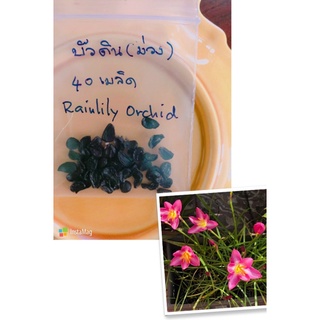 เมล็ดบัวดินพันธุ์กล้วยไม้ Rainlily Orchid 40เมล็ด