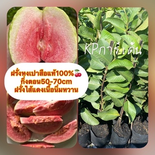 ฝรั่งหงเปาสือแท้100%🍒 กิ่งตอน50-70cm ฝรั่งไส้แดงเนื้อนิ่มหวาน