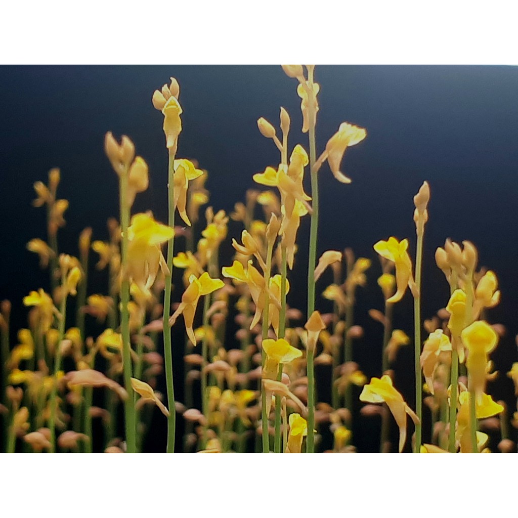 เมล็ดพืชกินแมลง Utricularia bifida(ดอกไม้ป่านามพระราชทาน สร้อยสุวรรณา)100เมล็ด