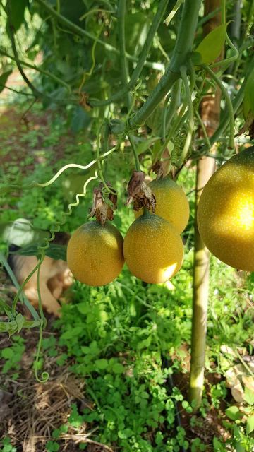 เมล็ดเสาวรสหวานโคลัมเบีย granadella เนื้อข้างในสีขาวรสชาติหวานหอมมากคล้ายลิ้นจี่ผสมน้ำผึ้งไม่ติดเปรี้ยว - รูปที่ 5