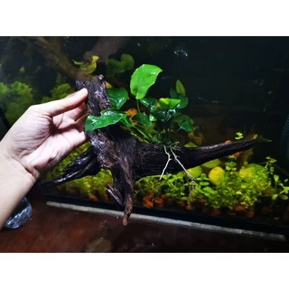 🎋ขอนไม้แต่งตู้ปลา​ อนูเบียสเกาะ1ช่อไม้ใหญ่🎋🎏
