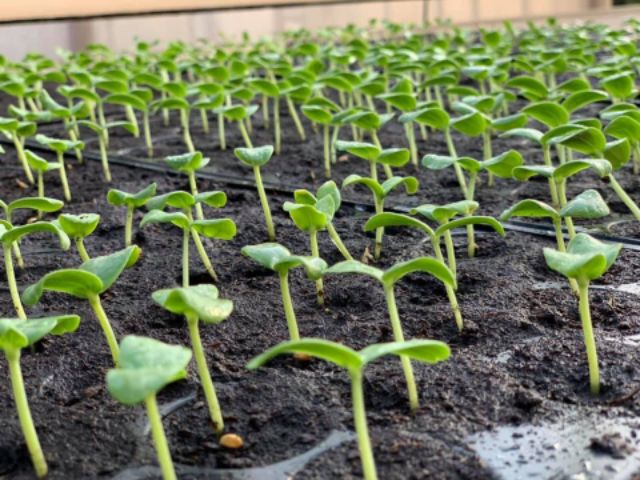 พีทมอส วัสดุสำหรับเพาะต้นกล้า/เพาะเมล็ด Peat Moss คุณภาพสูง 1.3kg (5ลิตร) - รูปที่ 3