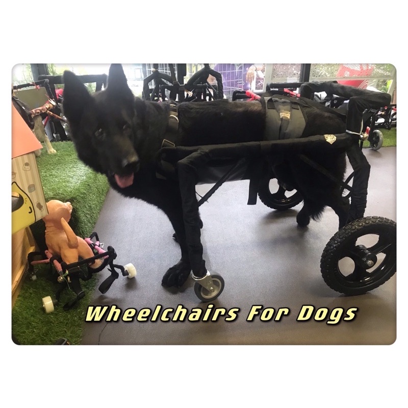 วีลแชร์สุนัข โครงสแตนเลส ขนาดไซส์ L สัตว์เลี้ยง รถเข็น wheelchair for dog **ติดต่อร้านค้าก่อนสั่งซื้อ**โดยสัตวแพทย์
