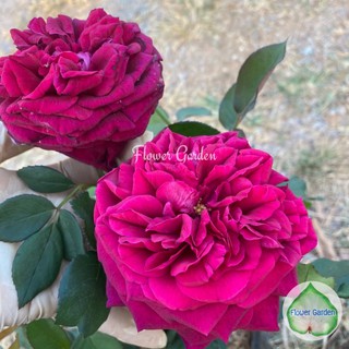 Flower Garden F490 กุหลาบ Twilight Zone (ทไวไลท์ โซน) กลิ่นหอม กลีบเยอะแน่น ติดดอก