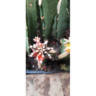 gymnocalycium varigata grafted Clone GY001