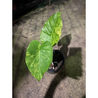 ช้างเหลือง หูช้างเหลือง Alocasia gageana aurea variegated ไซส์ลูกราคาน่ารัก