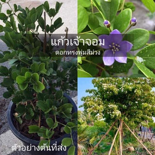 (รับ1 ต้น)(กิ่งชำถุง) #แก้วเจ้าจอม (น้ำอบฝรั่ง) 🏡เสน่ห์หา