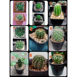 กระบองเพชร #cactus🌵🍃