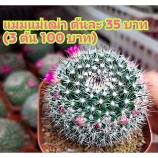 💥แม่เฒ่า ไม้เมล็ด ขนาด 3.5-5 cm กระบองเพรช แคคตัส cactus