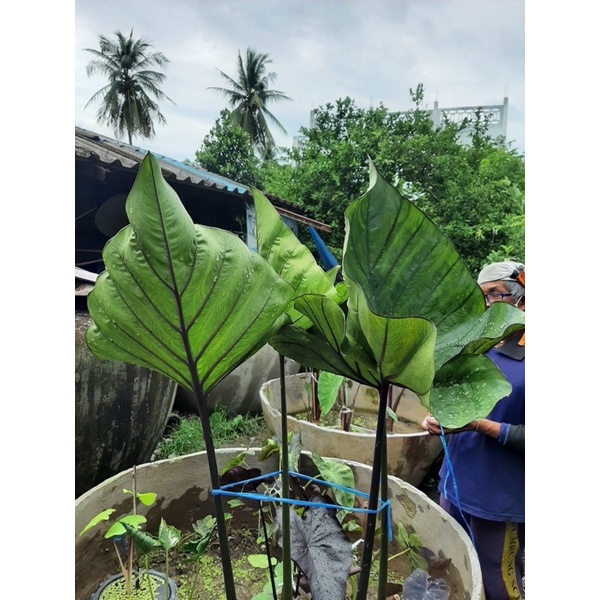 บอนถ้วย colocasia coffee cup