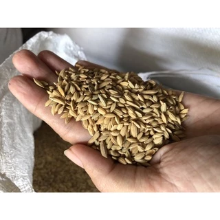 [1กก] ข้าวนก ข้าวเม็ดมะเขือ คัดพิเศษ ปลอดสารพิษ อุดหนุนเกษตรกร จ.พัทลุง 1 กก.