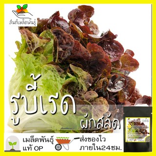 เมล็ดพันธุ์ ผักสลัด รูบี้เรด 1000 เมล็ด Ruby Red Lettuce Seed เมล็ดพันธุ์แท้100% นำเข้าจากต่างประเทศ ปลูกผัก สวนครัว ถูก