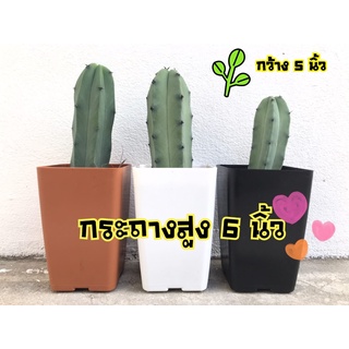 🪴กระถางทรงสูง​ 6​ นิ้ว  5 ใบ พลาสติกแข็ง หนาอย่างดี #กระถางเลี้ยงไม้ตอ#ตอ#กระถางแคนตัส#กระบองเพชร🌵#กระถางพลาสติก