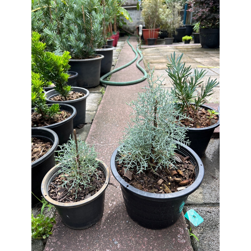 มุมมอง 3