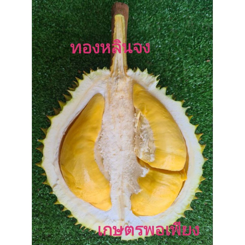 ?ต้นทุเรียนพันธุ์ทองหลินจง?สายพันธุ์​แท้​ที่จีนต้องเหมาสวนตลอด​มา?ความลับที่หลายคนไม่รู้​?สุดยอดทุเรียน​ไทย?ทรงกระ​โ​ดง​