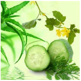 4 Oz.ALOE VERA &amp; CUCUMBER FRAGRANCE OIL น้ำหอม NG Natures Garden นำเข้าจากอเมริกา