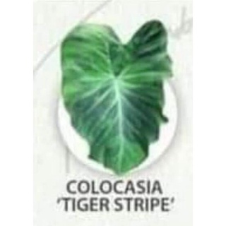 colocasia tiger stripe