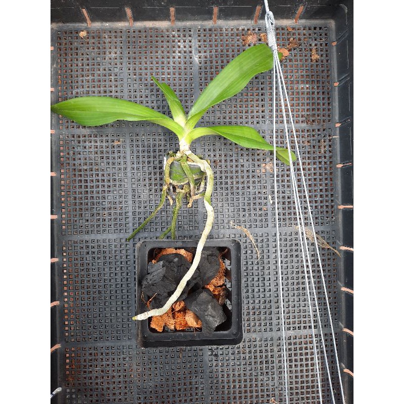 กล้วยไม้ช้างไม้นิ้วปลูกสำเร็จพร้อมกระถางเหลี่ยม 4 นิ้วและลวดแขวน - รูปที่ 3