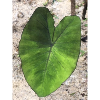 #บอนป่าสายพันธุ์ไทยมาแรง‼️ colocasia :Emerald mist “หมอกมรกต หรือ มิดไนท์ไทยแลนด์”(คัดใบส่ง)