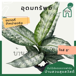 อุดมทรัพย์ กระถาง 8 นิ้ว ต้นใหญ่ ต้นอุดมทรัพย์ ต้นไม้มงคล มาในกระถางพร้อมตั้ง