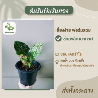 ต้นรับเงินรับทอง Aglaonema ส่งทั้งกระถาง6"นิ้ว ต้นไม้มงคล/ต้นไม้ฟอกอากาศ