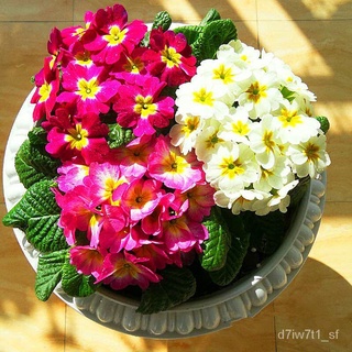 ปลูกง่าย ปลูกได้ทั่วไทย บอนสี บอนสีสวยๆ - เมล็ด Primula Flower Seeds บอนสีหายาก ซื้อ 50 เมล็ด (ไม่ใช่พืช)