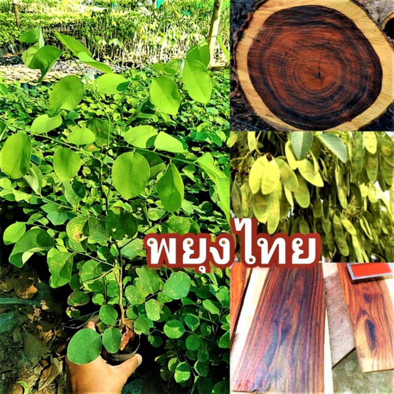 พยุงไทย ไม้เนื้อเเข็ง ลายสวย ราคาเเพงที่สุดในตลาดโลก ขนาด 20-30 ซม.