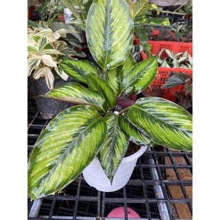 คล้าบิวตี้สตาร์​ (Calathea Beauty Star) กระถาง6นิ้ว