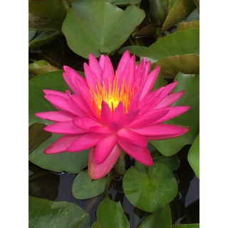 100 เมล็ด เมล็ดบัว สีชมพู นำเข้า บัวนอก สายพันธุ์เมล็ดบัว Waterlily Nymphaea Seeds