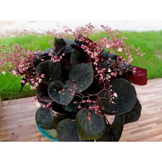 (ขาย ต้นพันธุ์) ดอก ต้น ปีโกเนีย บีโกเนีย begonia ต้นปีโกเนีย ต้นบีโกเนีย สี ชมพู fadel