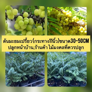 ต้นมะยมเปรี้ยว (กระทาง11นิ้ว)ขนาด50-100cm ปลูกหน้าบ้าน,ร้านค้า  ไม้มงคลที่ควรปลูก