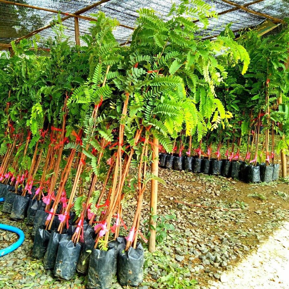 กิ่งพันธุ์มะขามเปรี้ยวยักษ์(ฝักดาบ) สั่งขั้นต่ำ5ต้น พันธุ์แท้100%