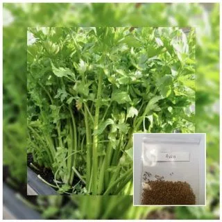เมล็ดพันธุ์คื่นฉ่าย 2500 เมล็ด [ 5เเถม 1คละได้ ]