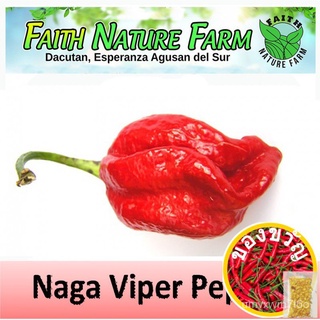 Naga Viper Pepper ( approx 20 seeds )苹果/花园/种子/香菜/文胸/木瓜/通心菜/头饰/内裤/母婴/ ENKU