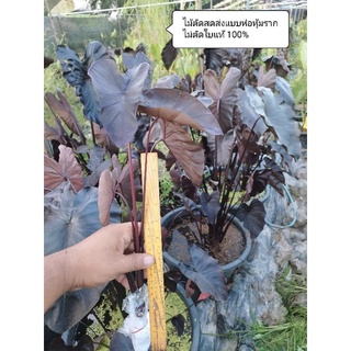 บอนดำ แบล็กโคเรล ตัดสด Colocasia esculenta Black Coral