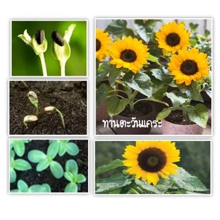 เมล็ดพันธุ์ ทานตะวันแคระ 10 เมล็ด Big Smile Sunflower Seed เมล็ดพันธุ์แท้100%