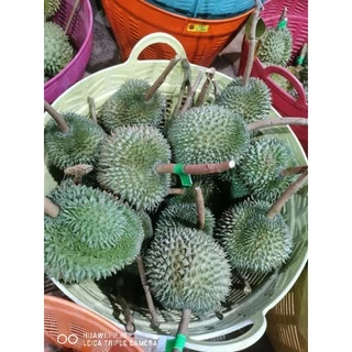 🌳​ต้นทุเรียนก้านยาวทรงหวด(เสียบยอด)​🍁ถุงเบอร์9