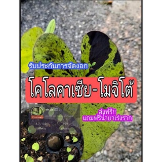 🔥เมล็ดโคโลคาเซียโมจิโต้🔥 Colocasia Mojitoแท้100% รับประกันการงอก 🆓ส่งฟรี🆓