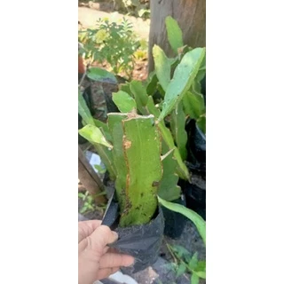🌿กิ่งแก้วมังกรขาวแดงติดรากในถุงชำ🌿ผลไม้ชื่อมงคล🌿Dragon fruit+คู่มือแนะนำการปลูก