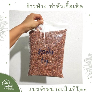 ข้าวฟ่าง เมล็ดข้าวฟ่างแดง 1 กิโลกรัม ทำหัวเชื้อเห็ด