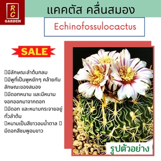 แคคตัส กระบองเพชร คลื่นสมอง Echinofossulocactus ส่งพร้อมกระถาง