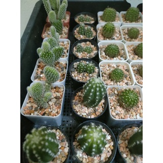 🌵 ราคาเฉพาะในไลฟ์  🌵