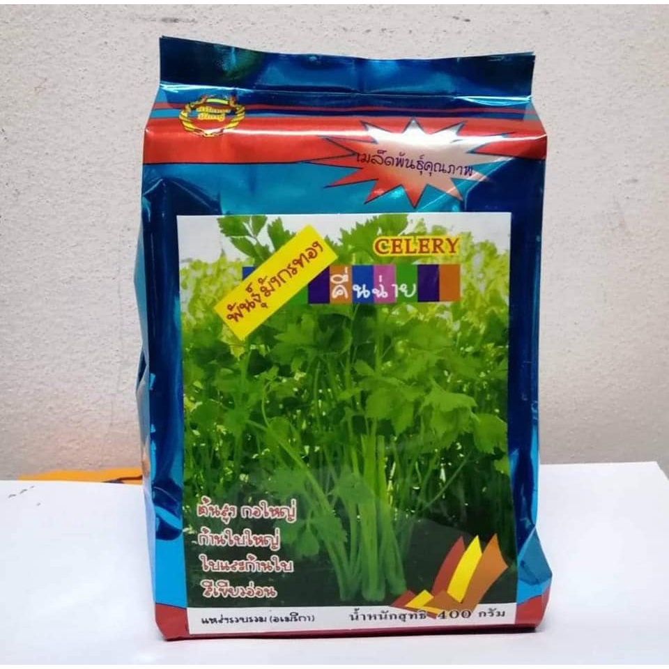 คื่นฉ่ายมังกรทอง ขนาด 400 กรัม โตไว ก้านอวบแข็ง มีกลิ่นหอมทั้งต้น