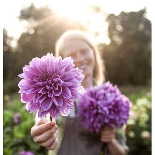 1 หัว/ออเดอร์ รักเร่ Dahlia สายพันธุ์ Lilac Time หัวรักเร่ ดอกไม้ หัวหน่อ เหง้า นำเข้า เนเธอร์แลน หัวสดใหม่