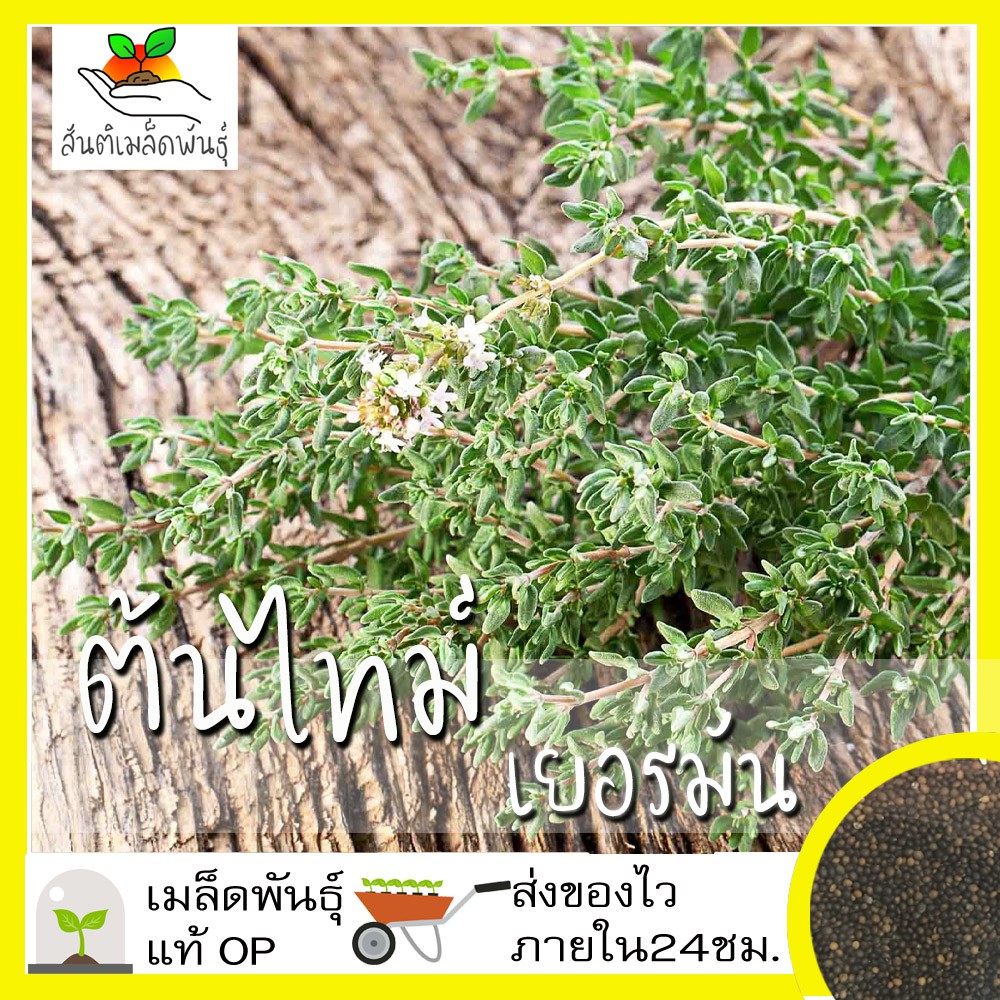 เมล็ดพันธุ์ ไทม์ เยอรมัน 300 เมล็ด German Thyme Seed เมล็ดพันธุ์แท้ นำเข้าจากต่างประเทศ ปลูกผัก สวนครัว ถูกดี ไธม์