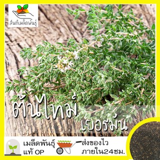 เมล็ดพันธุ์ ไทม์ เยอรมัน 300 เมล็ด German Thyme Seed เมล็ดพั…